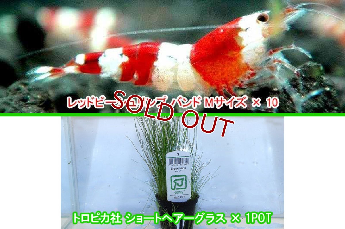 画像2: 【エビ】【シュリンプ】【10匹】【送料梱包料金無料】レッドビーシュリンプバンド Mサイズ(±1.2cm)&トロピカ社ショートヘアーグラス1POT(生体)(淡水) (2)