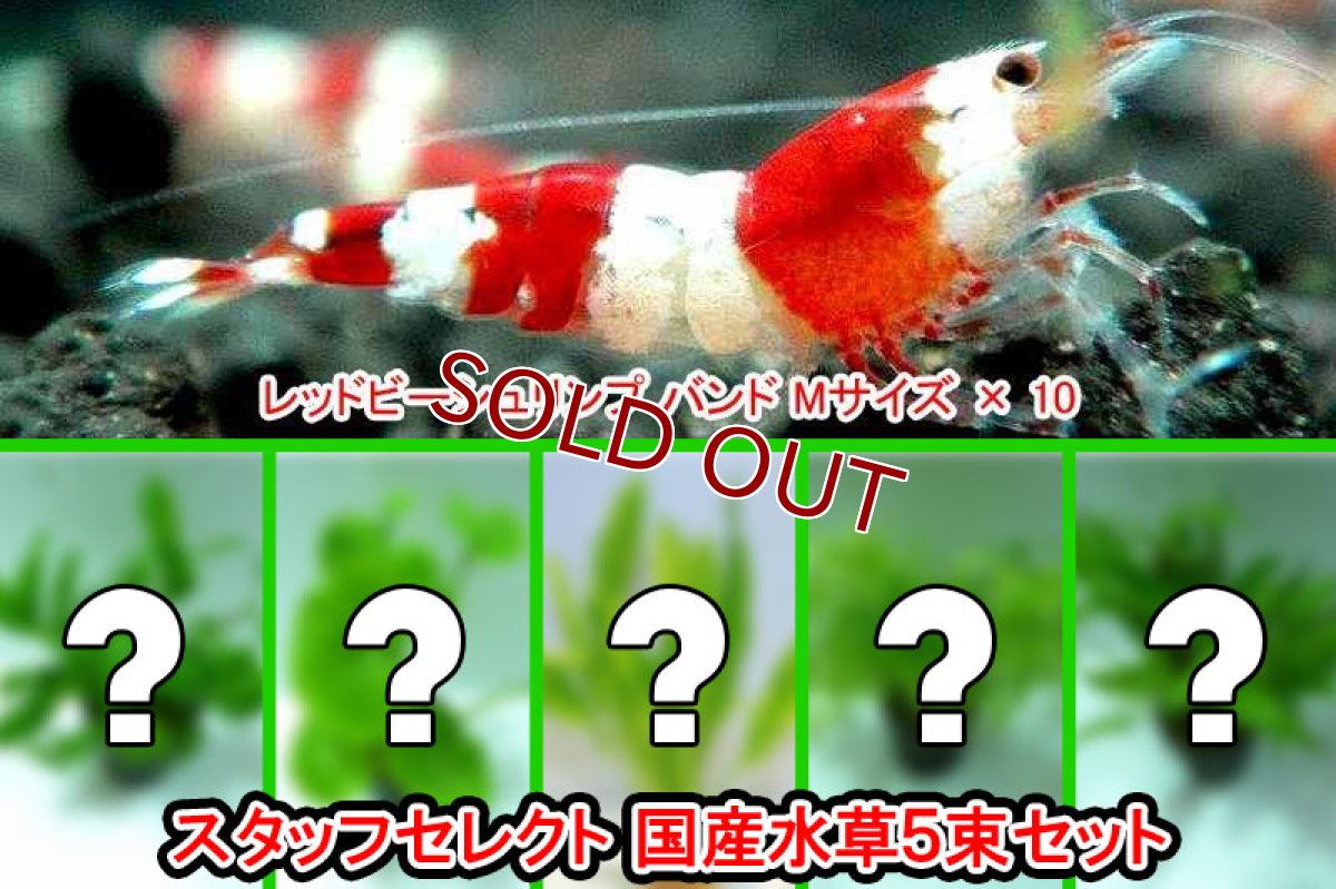 画像2: 【エビ】【シュリンプ】【10匹】【送料梱包料金無料】レッドビーシュリンプ バンド Mサイズ(±1.2cm)&スタッフおまかせ国産水草5束セット(生体)(淡水) (2)