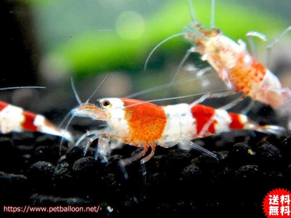 エビ】【シュリンプ】【20匹】【送料梱包料金無料】レッド