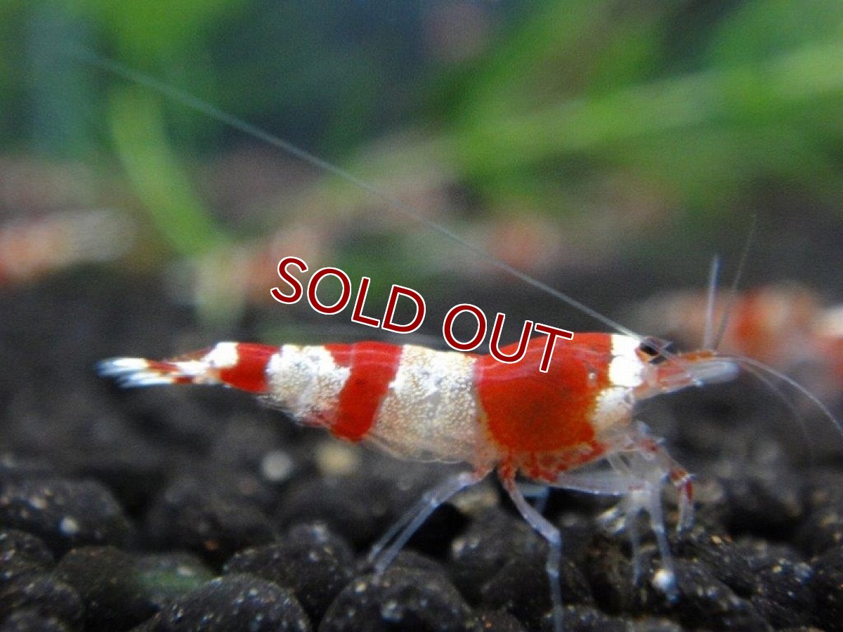 画像2: 【10%OFF対象商品30周年セール】【エビ】【シュリンプ】【20匹】【送料梱包料金無料】エビレッドビーシュリンプ バンド赤キレイ!! M-MLサイズ(1.2-1.5cm)(生体)(淡水) (2)