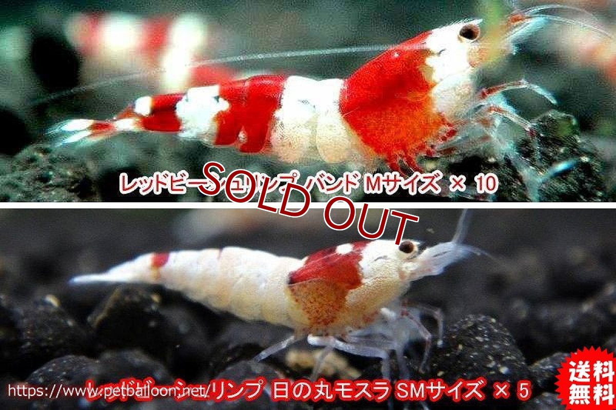 画像1: 【エビ】【シュリンプ】【15匹】【送料梱包料金無料】レッドビーシュリンプ 血統アップセット A　(1.0-1.2cm)(生体)(淡水) (1)
