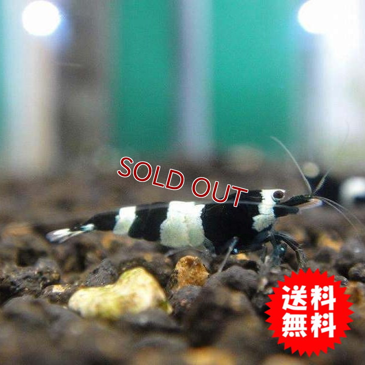 画像2: 【エビ】【シュリンプ】【5匹セット】ブラックシャドーシュリンプ M(1.0-1.2cm)(生体)(淡水) (2)