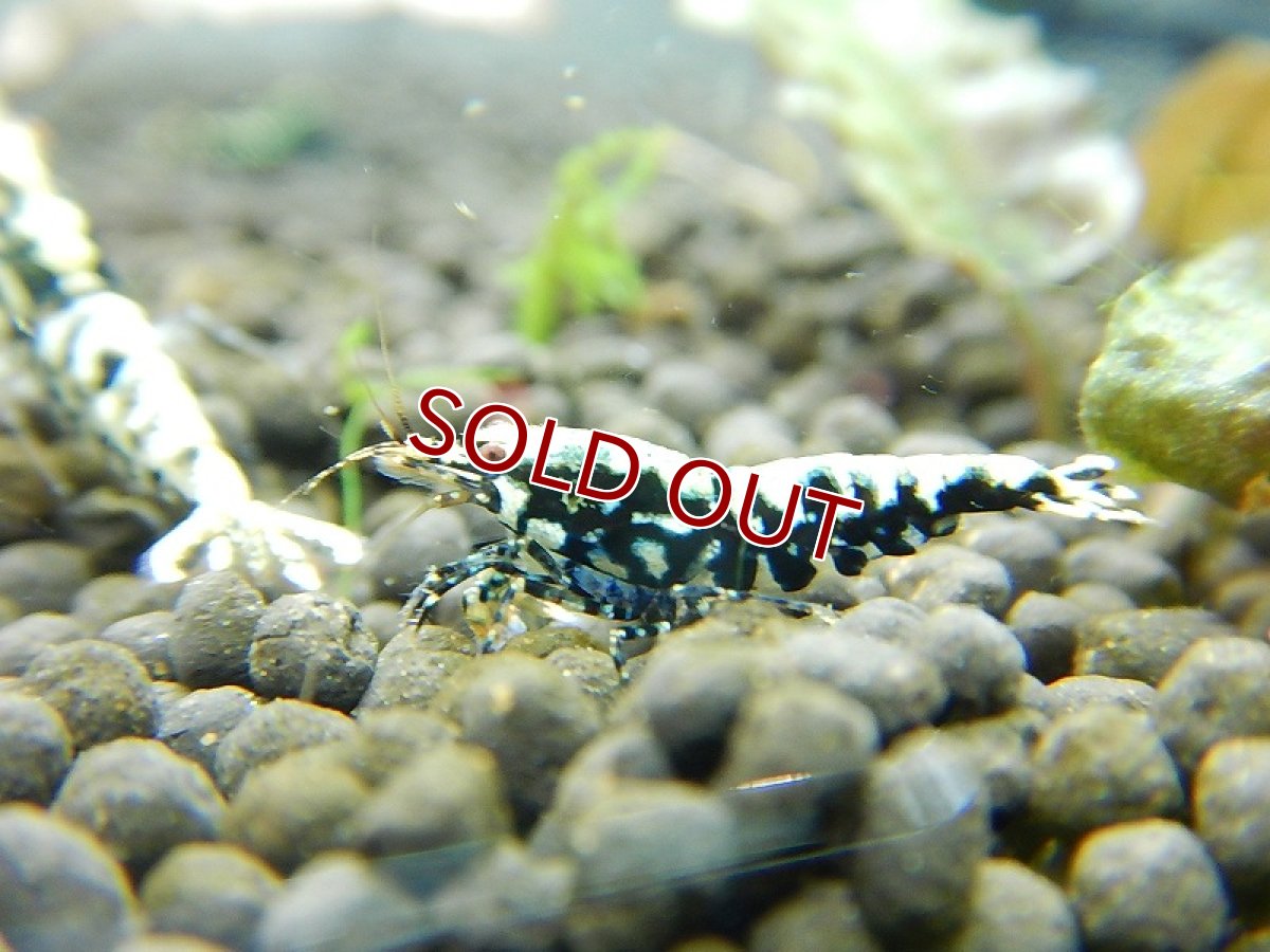 画像2: 【エビ】【シュリンプ】【1匹】フィッシュボーンシュリンプ(±1.2cm)(生体)(淡水) (2)