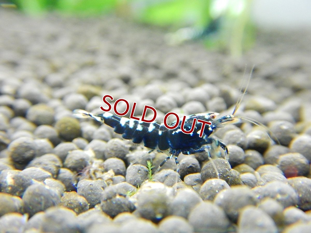 画像3: 【エビ】【シュリンプ】【5匹セット】【送料梱包料金無料】フィッシュボーンシュリンプ(±1.2cm)(生体)(淡水) (3)