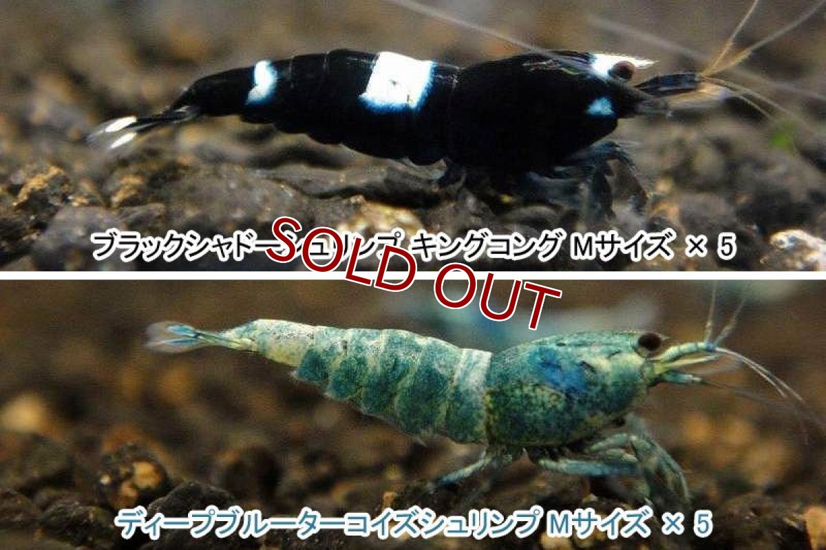 画像2: 【エビ】【シュリンプ】【10匹セット】【送料梱包料金無料】シャドーシュリンプ 繁殖セット A (1.2-1.5cm)(生体)(淡水) (2)