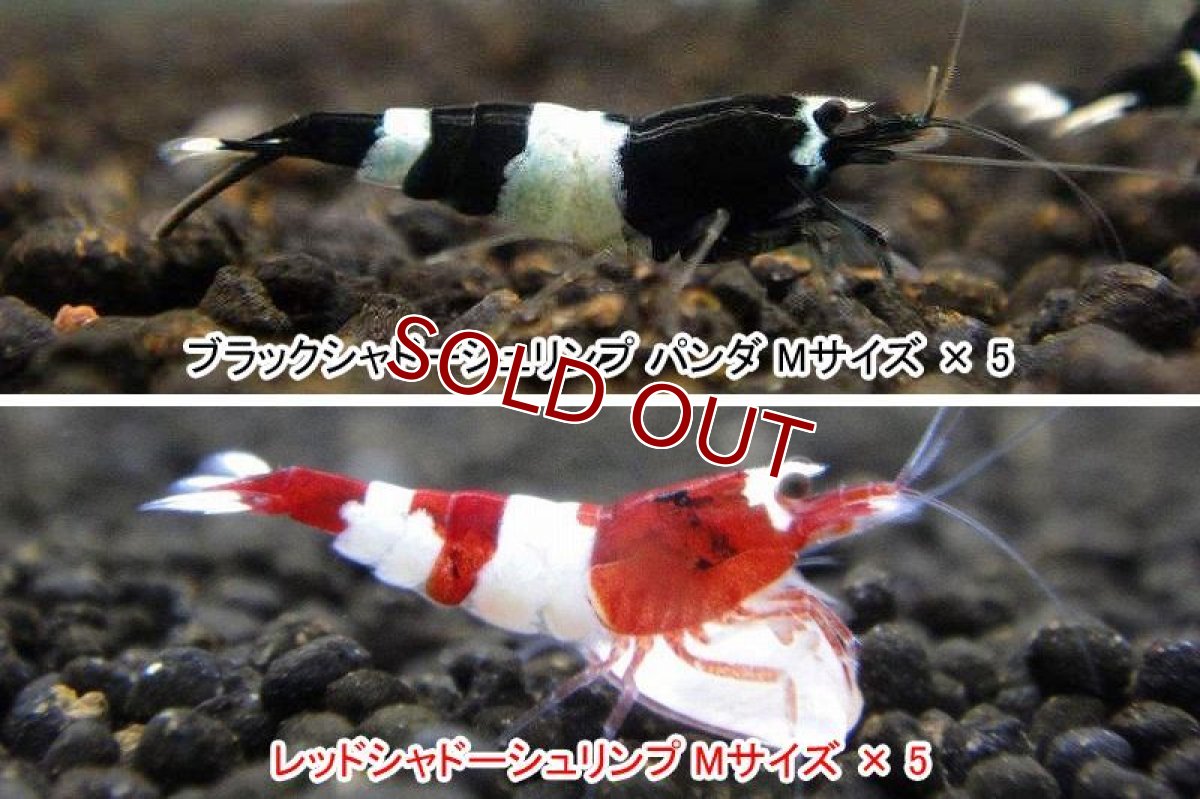 画像2: 【エビ】【シュリンプ】【10匹セット】【送料梱包料金無料】シャドーシュリンプ 繁殖セット B (1.2-1.5cm)(生体)(淡水) (2)