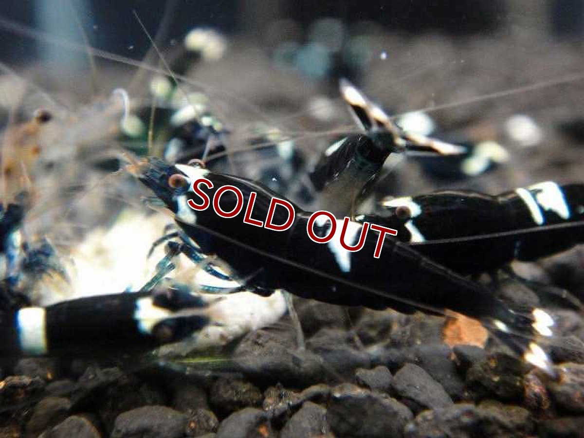 画像2: 【エビ】【シュリンプ】【10匹】【送料梱包料金無料】ブラックシャドーシュリンプ キングコング L(±1.5cm)(生体)(淡水) (2)