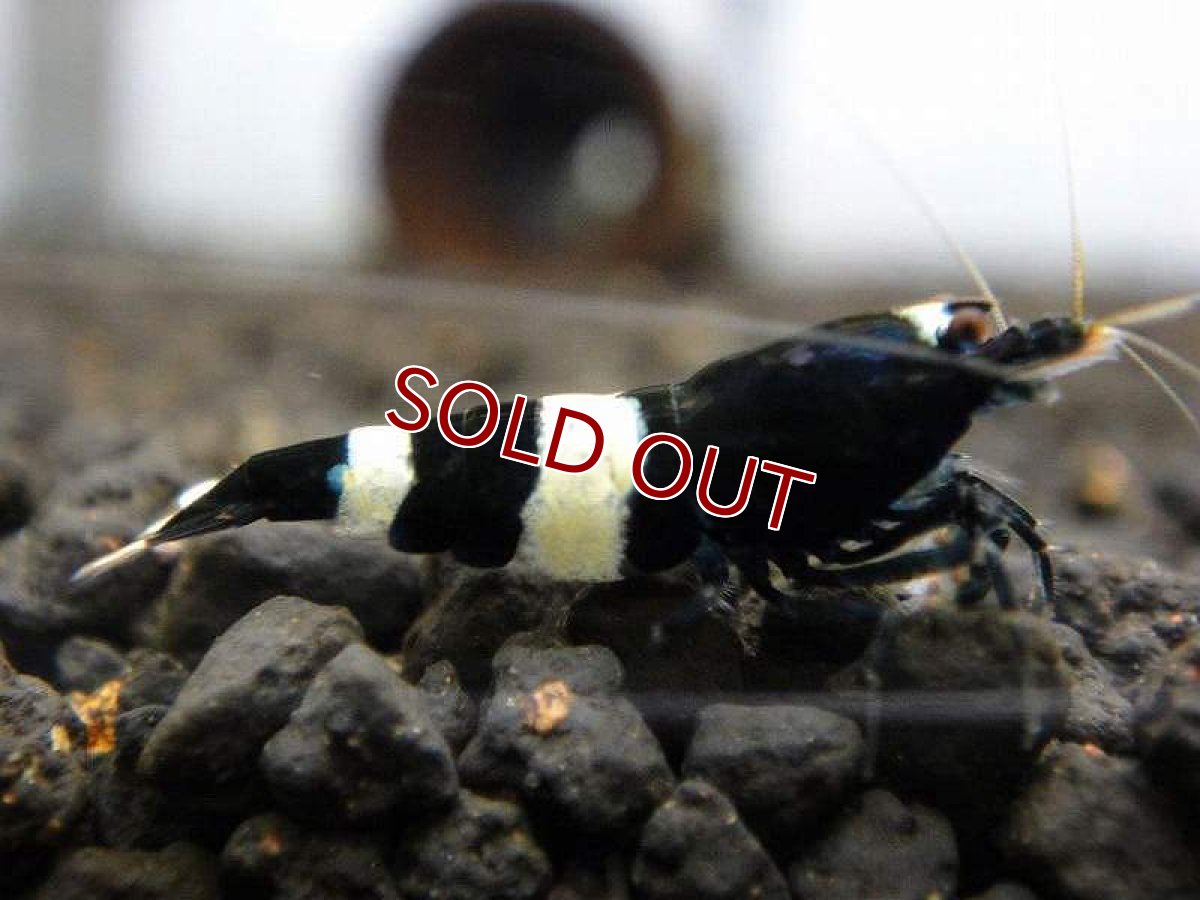 画像3: 【エビ】【シュリンプ】【3匹】ブラックシャドーシュリンプ キングコング L(±1.5cm)(生体)(淡水) (3)