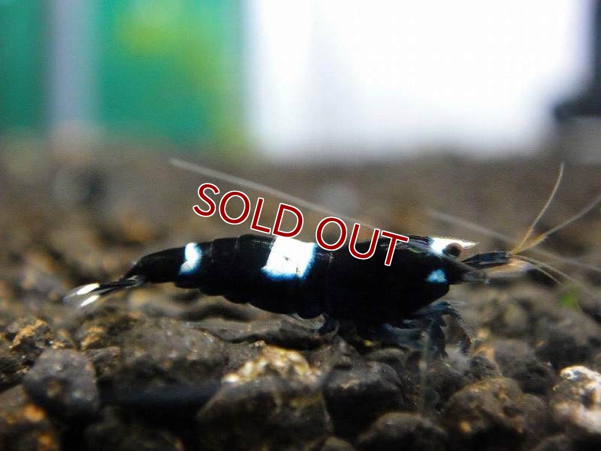 画像3: 【エビ】【シュリンプ】【10匹】【送料梱包料金無料】ブラックシャドーシュリンプ キングコング M(±1.2cm)(生体)(淡水) (3)