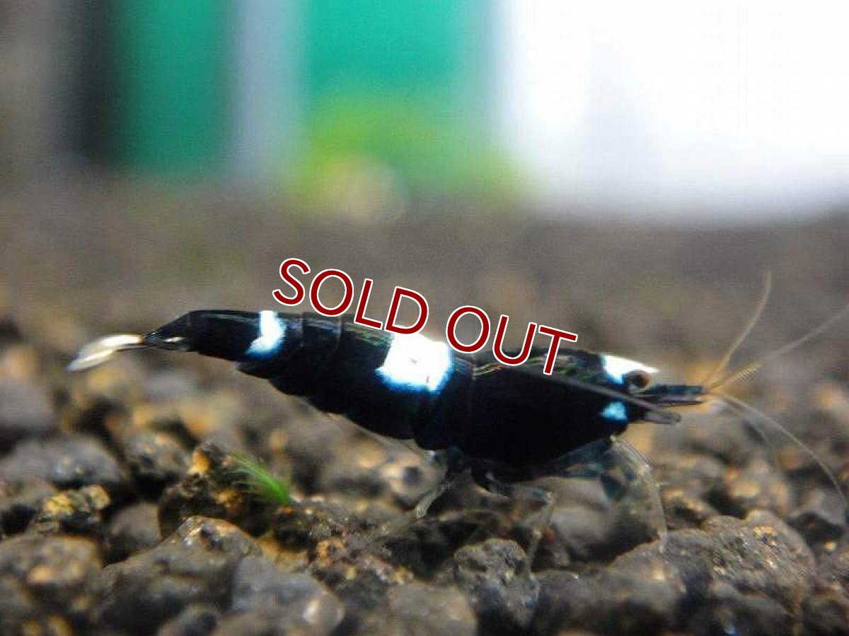 画像3: 【エビ】【シュリンプ】【5匹セット】【送料梱包料金無料】ブラックシャドーシュリンプ キングコング&パンダMIX(±1.2cm)(生体)(淡水) (3)