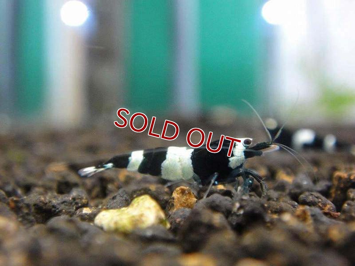 画像3: 【エビ】【シュリンプ】【1匹】ブラックシャドーシュリンプ パンダ M(±1.2cm)(生体)(淡水) (3)