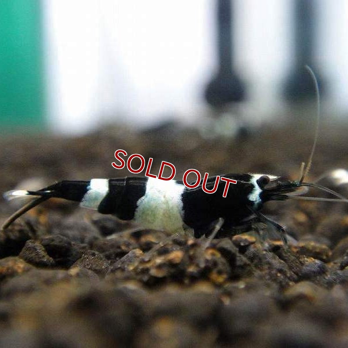 画像2: 【エビ】【シュリンプ】【3匹】ブラックシャドーシュリンプ パンダ M(±1.2cm)(生体)(淡水) (2)