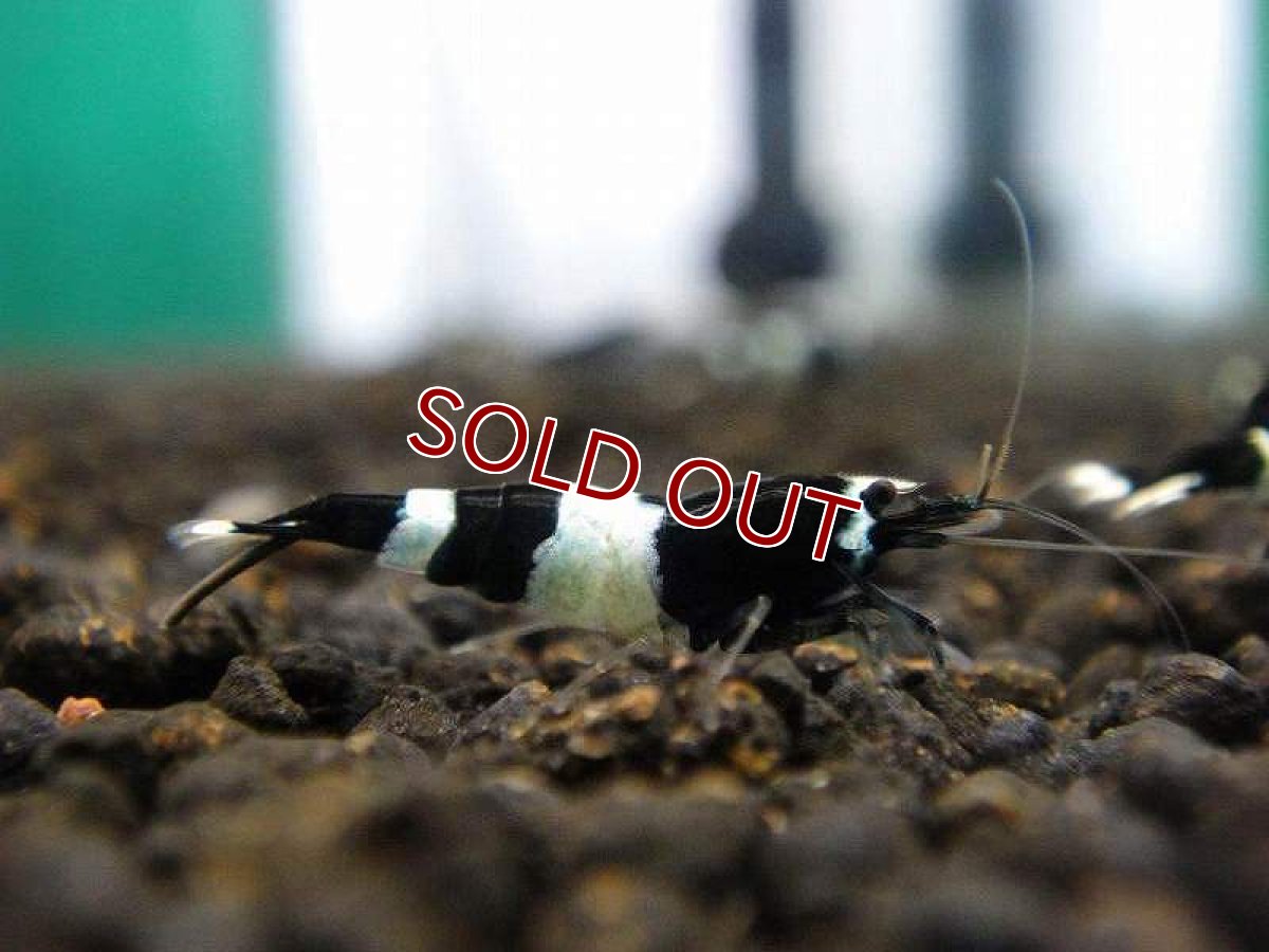 画像3: 【エビ】【シュリンプ】【3匹】ブラックシャドーシュリンプ パンダ M(±1.2cm)(生体)(淡水) (3)