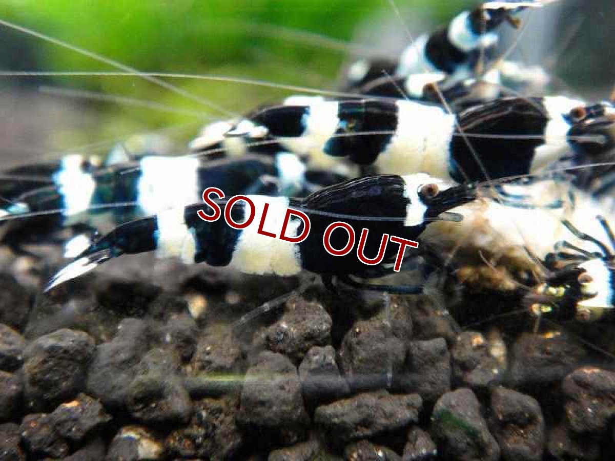 画像2: 【エビ】【シュリンプ】【1匹】ブラックシャドーシュリンプ パンダL(±1.5cm)(生体)(淡水) (2)