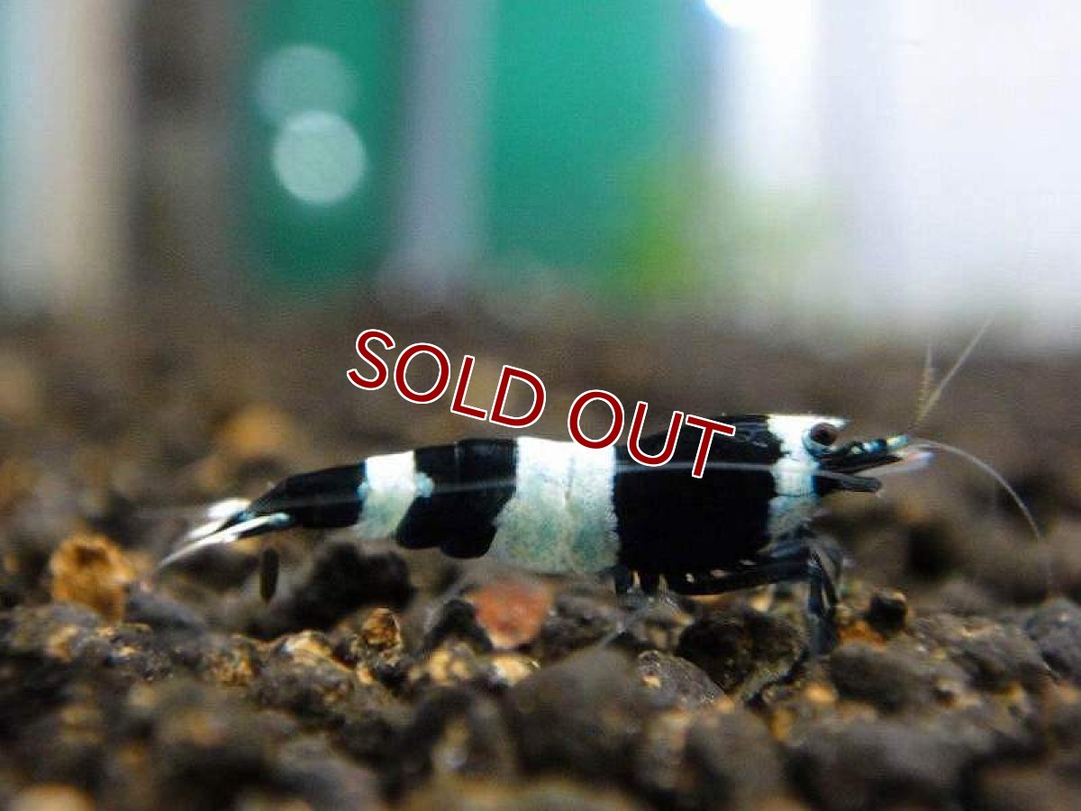 画像3: 【エビ】【シュリンプ】【5匹】【送料梱包料金無料】ブラックシャドーシュリンプ パンダL(±1.5cm)(生体)(淡水) (3)