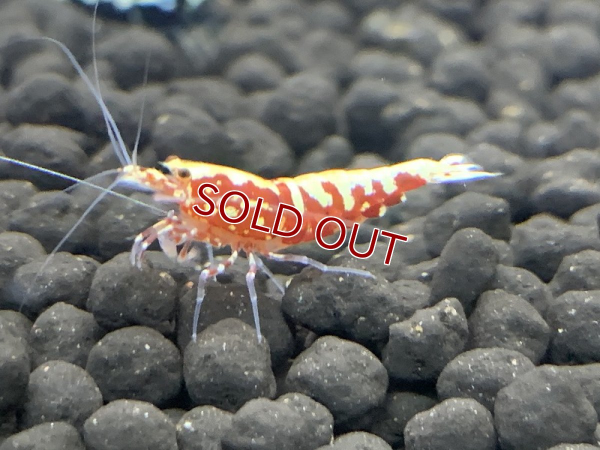 画像2: 【エビ】【シュリンプ】【1匹】フィッシュボーンシュリンプ レッド(±1.2cm)(生体)(淡水) (2)