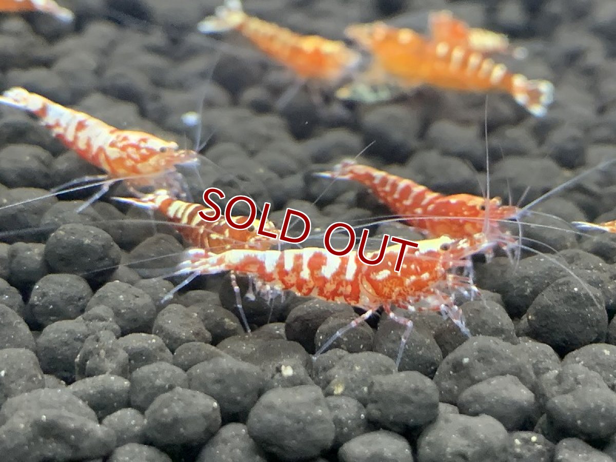 画像3: 【エビ】【シュリンプ】【1匹】フィッシュボーンシュリンプ レッド(±1.2cm)(生体)(淡水) (3)