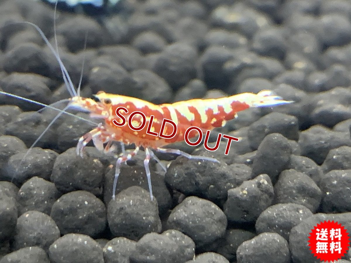 画像2: 【エビ】【シュリンプ】【3匹セット】【送料梱包料金無料】フィッシュボーンシュリンプ レッド(±1.2cm)(生体)(淡水) (2)