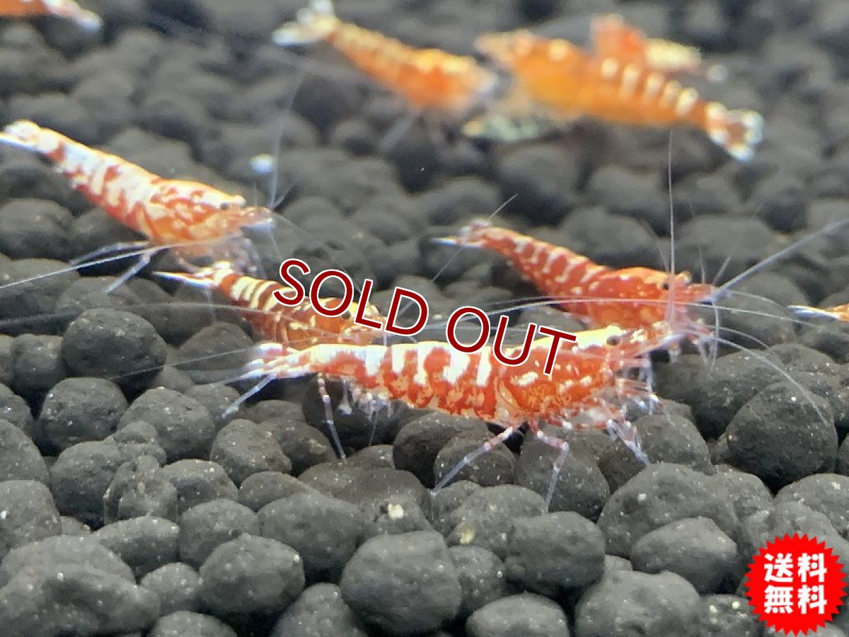 画像3: 【エビ】【シュリンプ】【3匹セット】【送料梱包料金無料】フィッシュボーンシュリンプ レッド(±1.2cm)(生体)(淡水) (3)