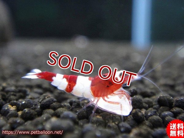 エビ シュリンプ 10匹 送料梱包料金無料 レッドシャドーm 1 2cm 生体 淡水 ペットバルーン ネットショップ エビ シュリンプ 10匹 送料梱包料金無料 レッドシャドーm 1 2cm 生体 淡水 ペットバルーン ネットショップ