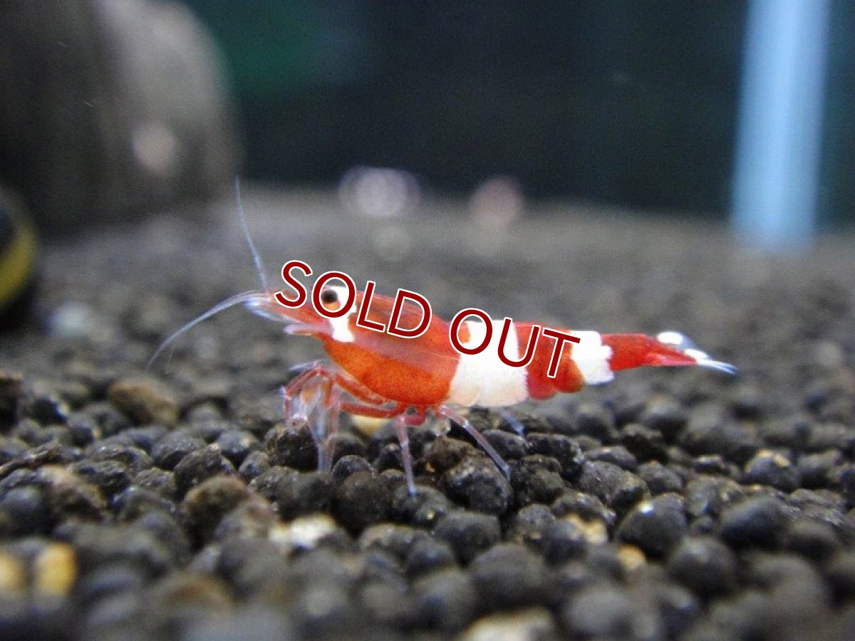 画像5: 【エビ】【シュリンプ】【10匹】【送料梱包料金無料】レッドシャドーM(±1.2cm)(生体)(淡水) (5)