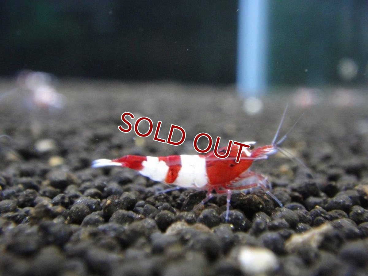 画像4: 【エビ】【シュリンプ】【1匹】レッドシャドーM(±1.2cm)(生体)(淡水) (4)