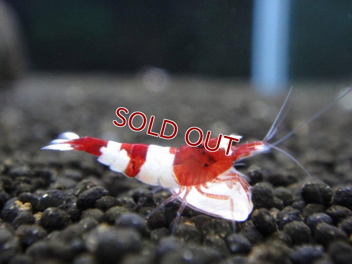 画像2: 【エビ】【シュリンプ】【3匹】レッドシャドーM(±1.2cm)(生体)(淡水) (2)