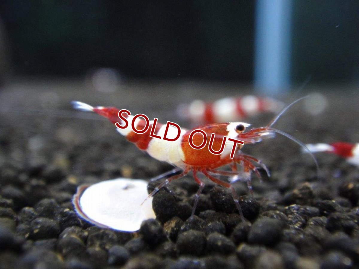 画像3: 【エビ】【シュリンプ】【5匹】【送料梱包料金無料】レッドシャドーM(±1.2cm)(生体)(淡水) (3)