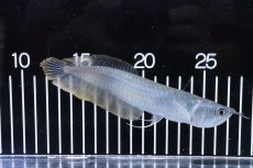 画像1: 【淡水魚】【通販】シルバーアロワナ 【１匹 サンプル画像】(±12cm)(大型魚)(生体)(熱帯魚)NKO (1)