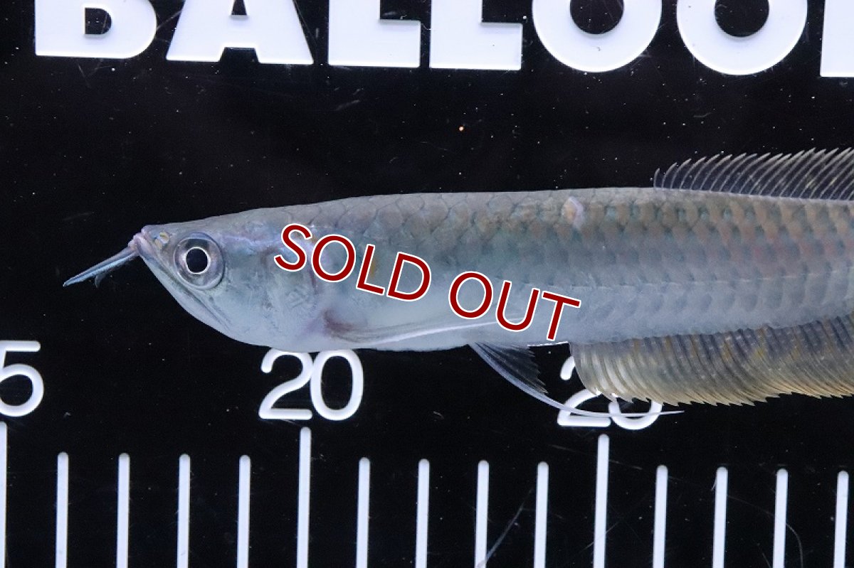 画像2: 【淡水魚】【通販】大きめ シルバーアロワナ 【１匹 サンプル画像】(±18-20cm)(大型魚)(生体)(熱帯魚)NKO (2)