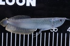 画像3: 【淡水魚】【通販】シルバーアロワナ 【１匹 サンプル画像】(±12cm)(大型魚)(生体)(熱帯魚)NKO (3)