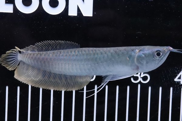 淡水魚】【通販】大きめ シルバーアロワナ コロンビア産 ワイルド【1