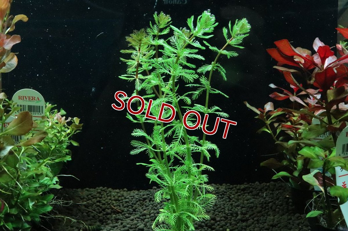 画像1: 【通販 水草】国産水草 オレンジミリオフィラム(無農薬)【1束 サンプル画像】（後景草)（生体）（熱帯魚） (1)