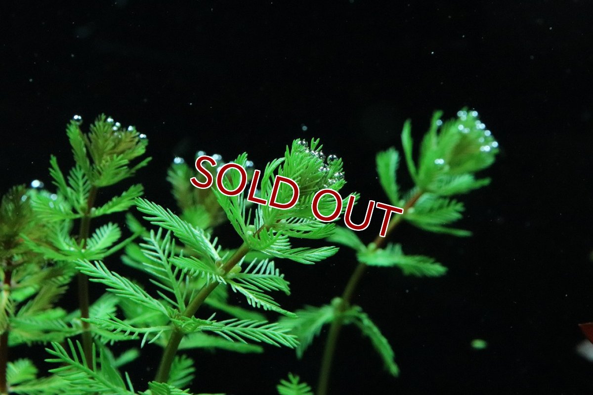 画像2: 【通販 水草】国産水草 オレンジミリオフィラム(無農薬)【1束 サンプル画像】（後景草)（生体）（熱帯魚） (2)