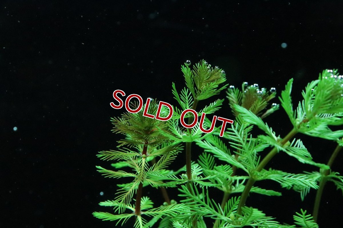 画像3: 【通販 水草】国産水草 オレンジミリオフィラム(無農薬)【1束 サンプル画像】（後景草)（生体）（熱帯魚） (3)