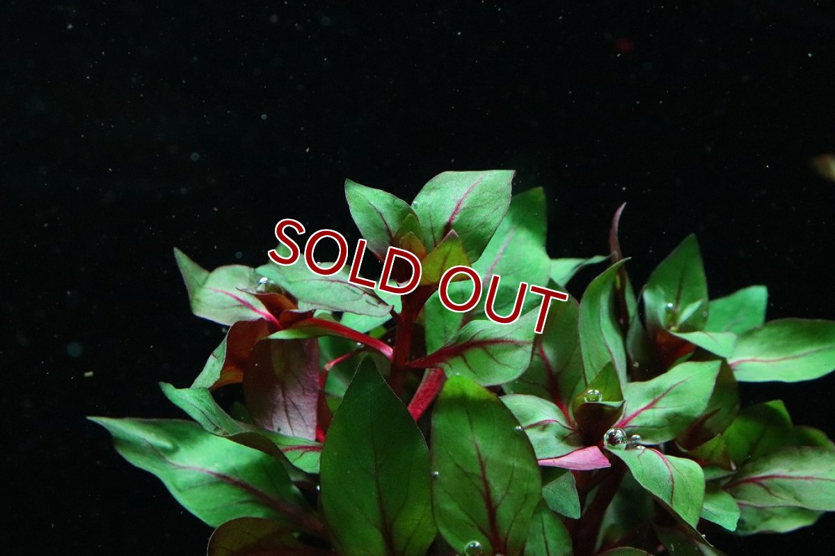 画像2: 【通販 水草】国産水草 ルドヴィジア スーパーレッド(無農薬)【1束 サンプル画像】（後景草)（生体）（熱帯魚） (2)