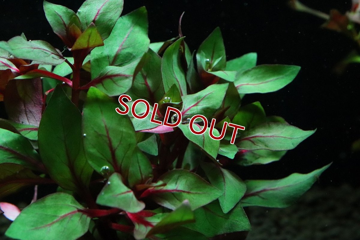 画像3: 【通販 水草】国産水草 ルドヴィジア スーパーレッド(無農薬)【1束 サンプル画像】（後景草)（生体）（熱帯魚） (3)