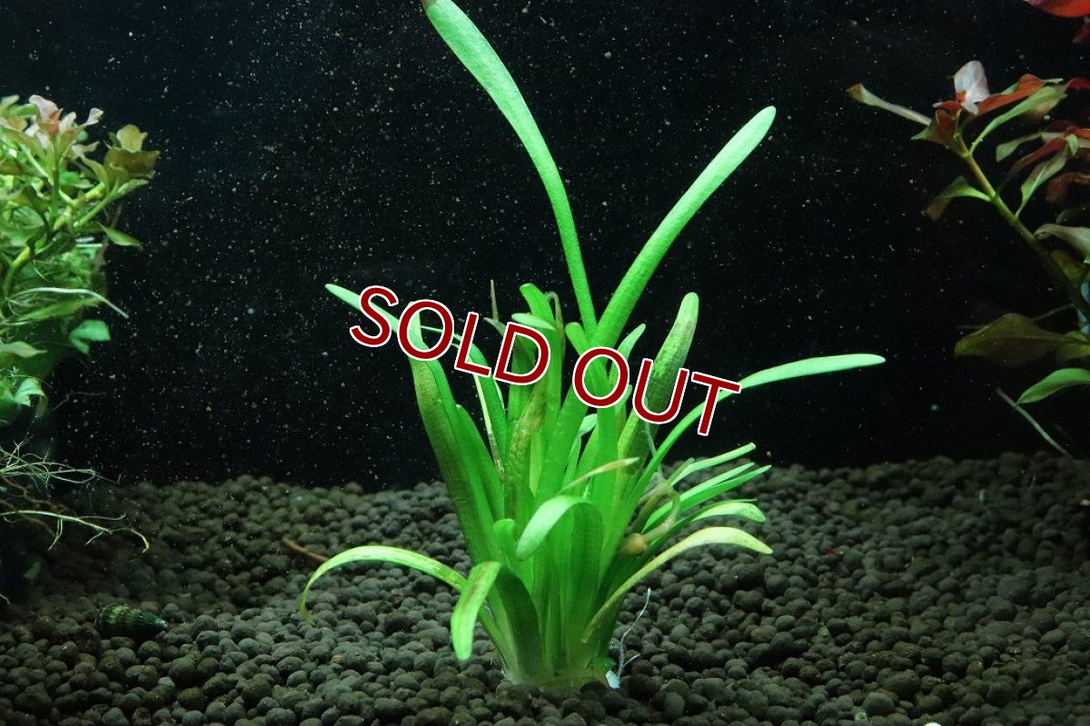 画像1: 【通販 水草】国産水草 ピグミーチェーンサジタリア(無農薬)【1束 サンプル画像】（前景草)（生体）（熱帯魚） (1)