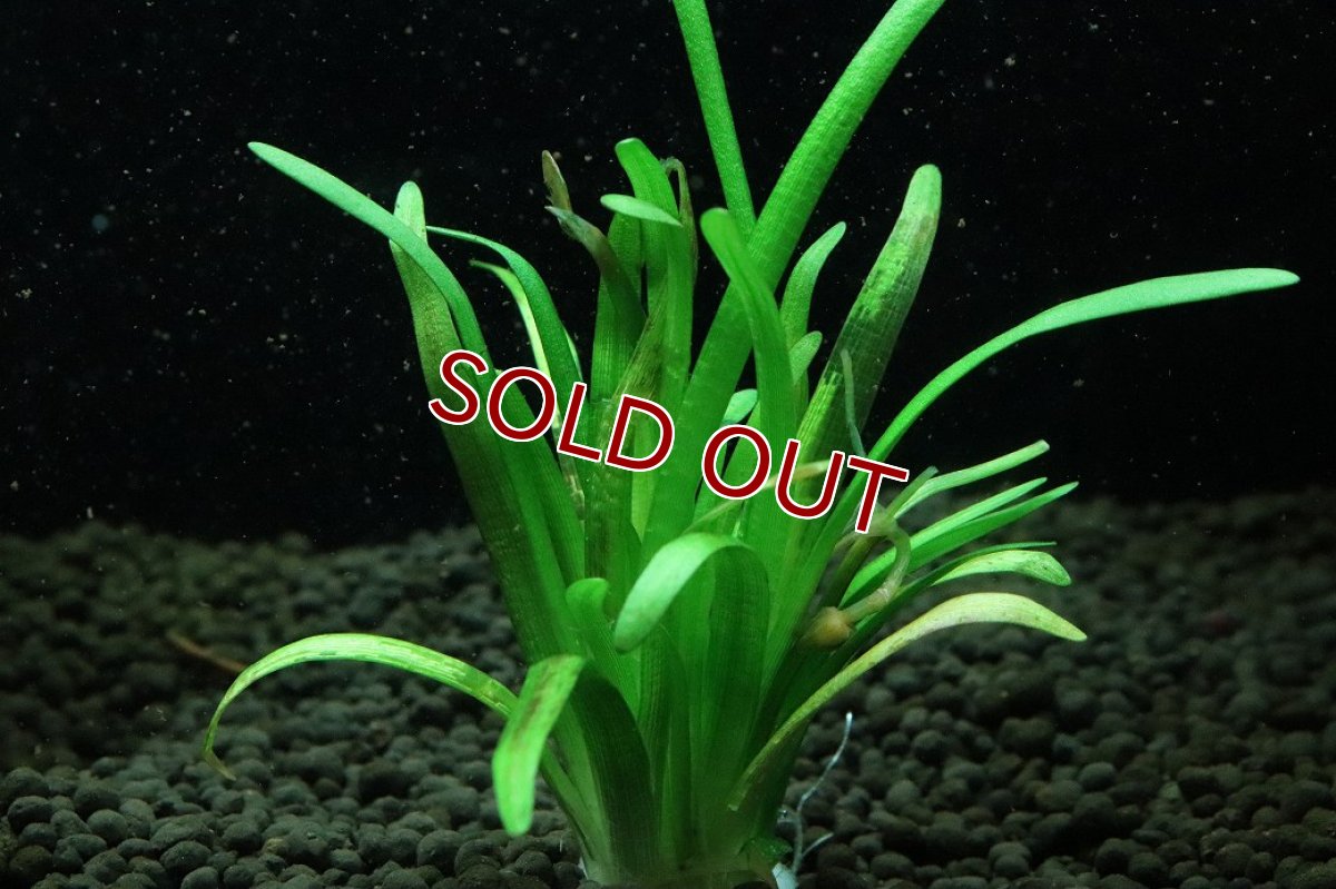 画像2: 【通販 水草】国産水草 ピグミーチェーンサジタリア(無農薬)【1束 サンプル画像】（前景草)（生体）（熱帯魚） (2)
