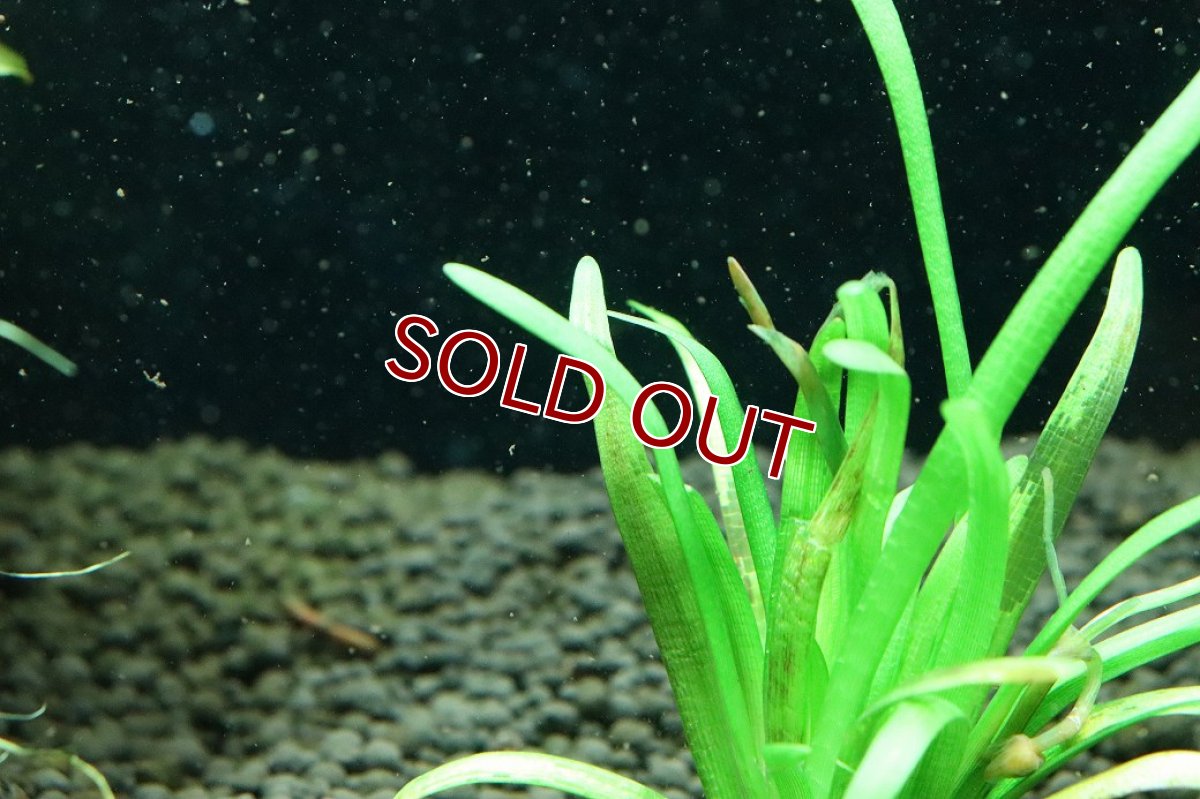 画像3: 【通販 水草】国産水草 ピグミーチェーンサジタリア(無農薬)【1束 サンプル画像】（前景草)（生体）（熱帯魚） (3)