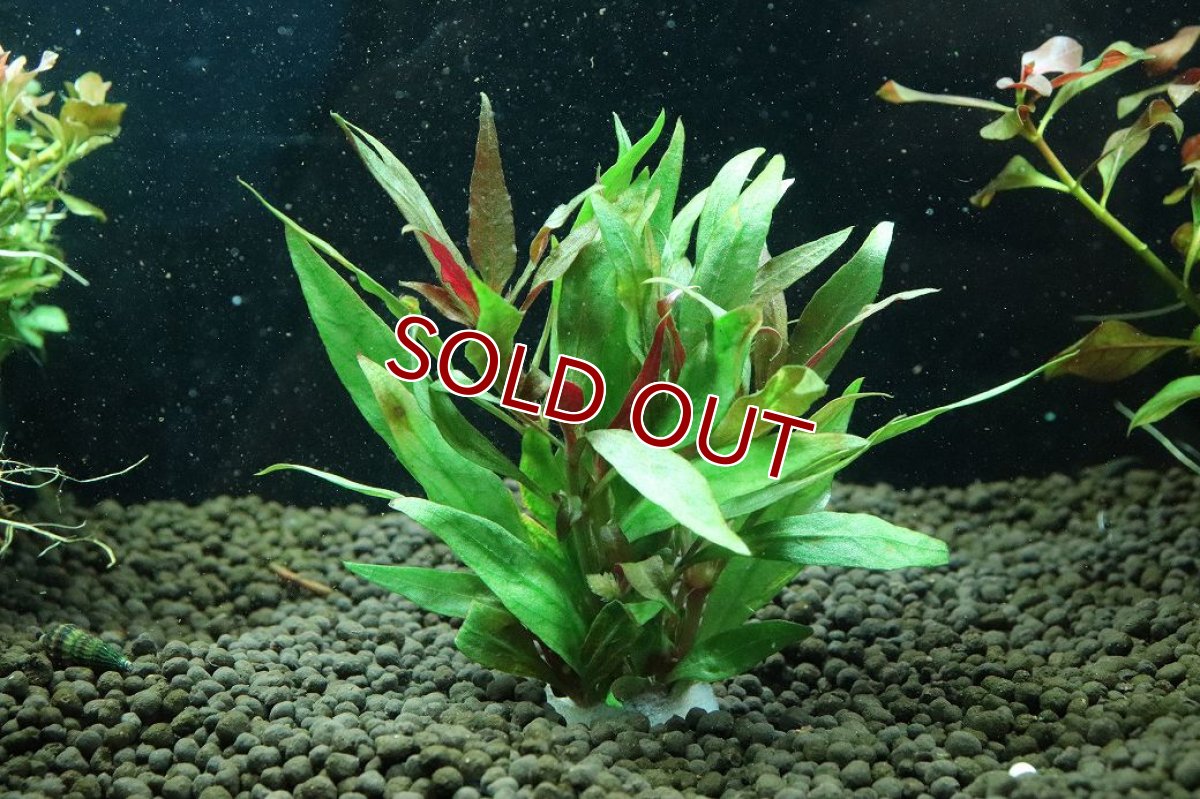 画像1: 【通販 水草】国産水草 アルテラナンテラレインキー(無農薬)【1束 サンプル画像】（後景草)（生体）（熱帯魚） (1)