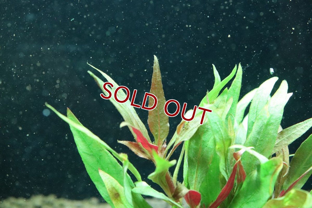 画像2: 【通販 水草】国産水草 アルテラナンテラレインキー(無農薬)【1束 サンプル画像】（後景草)（生体）（熱帯魚） (2)