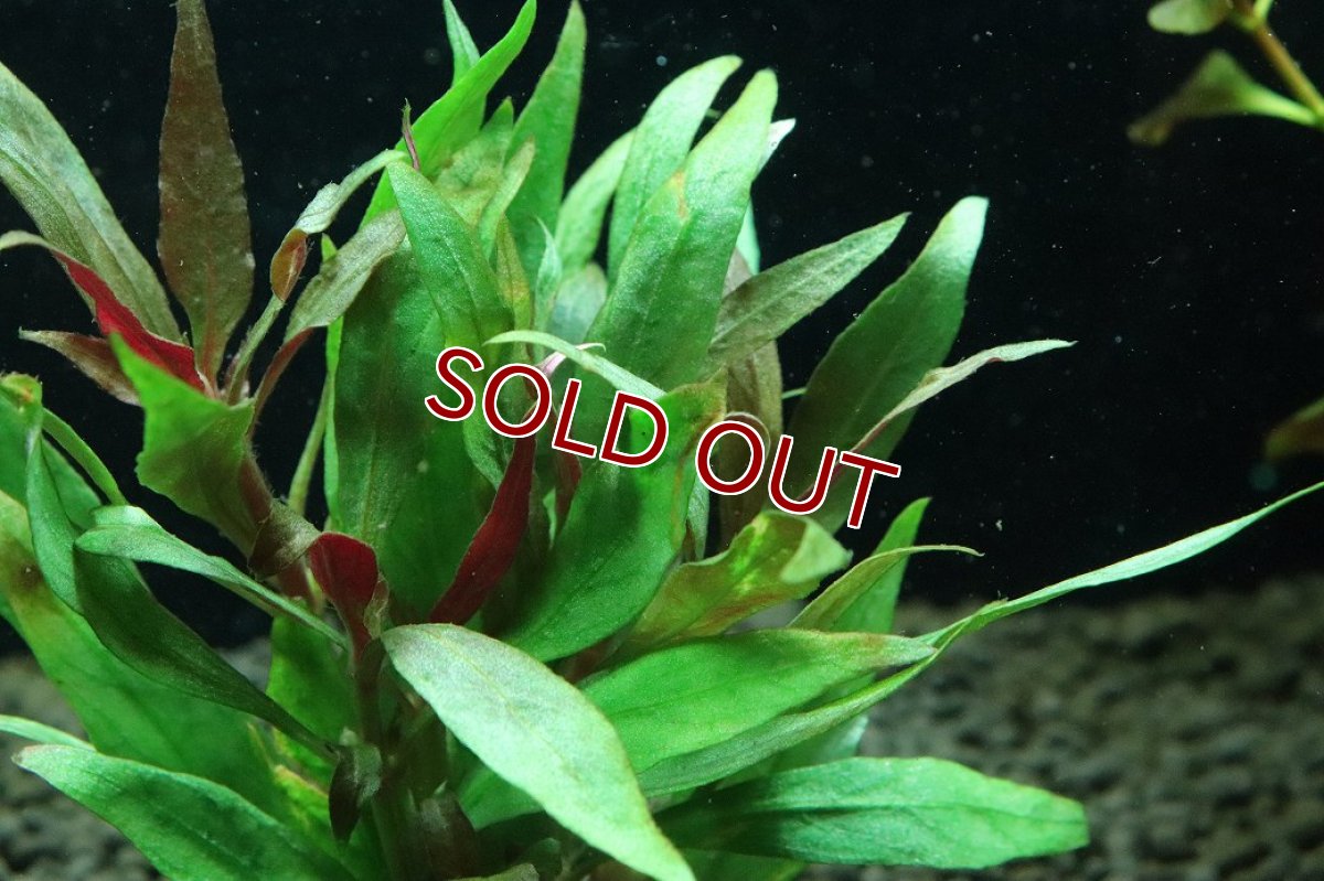 画像3: 【通販 水草】国産水草 アルテラナンテラレインキー(無農薬)【1束 サンプル画像】（後景草)（生体）（熱帯魚） (3)