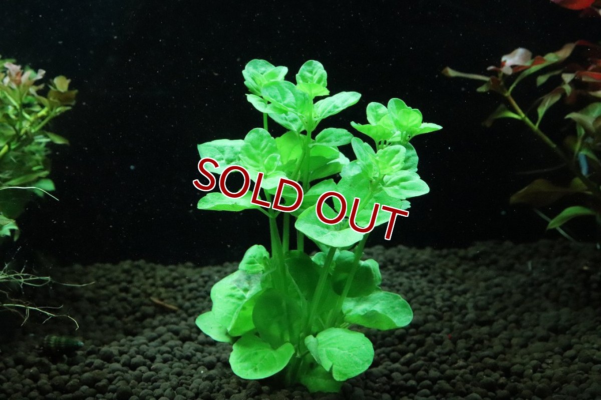 画像1: 【10%OFF対象商品30周年セール】【通販 水草】国産水草 カーナミン(無農薬)【1束 サンプル画像】（後景草)（生体）（熱帯魚） (1)