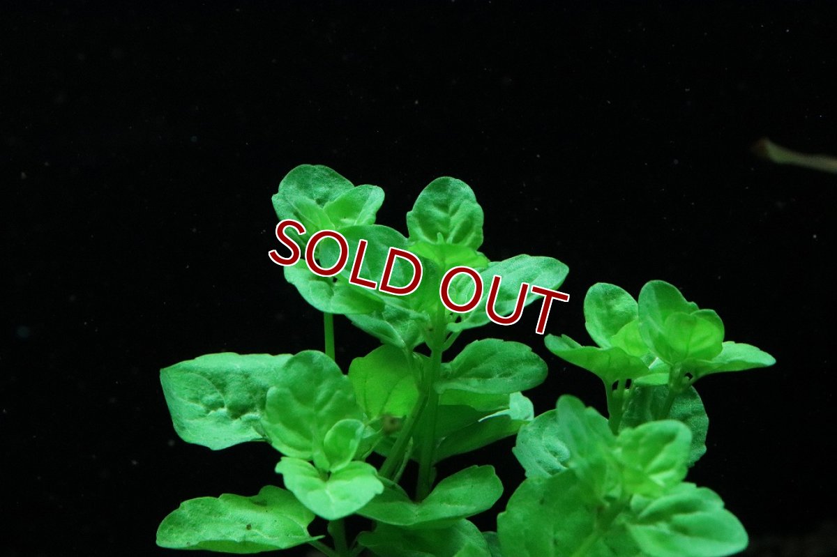 画像2: 【10%OFF対象商品30周年セール】【通販 水草】国産水草 カーナミン(無農薬)【1束 サンプル画像】（後景草)（生体）（熱帯魚） (2)