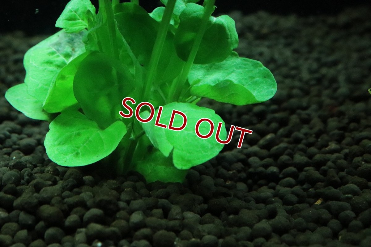 画像3: 【10%OFF対象商品30周年セール】【通販 水草】国産水草 カーナミン(無農薬)【1束 サンプル画像】（後景草)（生体）（熱帯魚） (3)