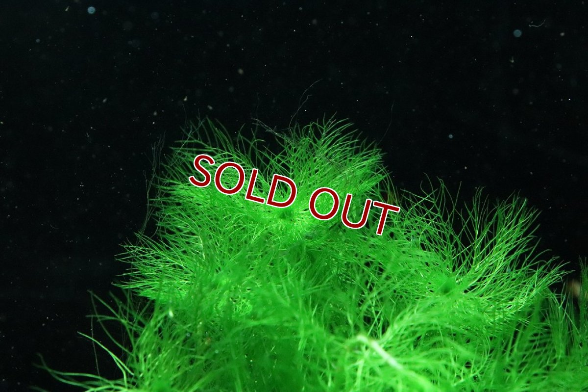 画像2: 【通販 水草】国産水草 グリーンミリオフィラム(無農薬)【1束 サンプル画像】（後景草)（生体）（熱帯魚） (2)