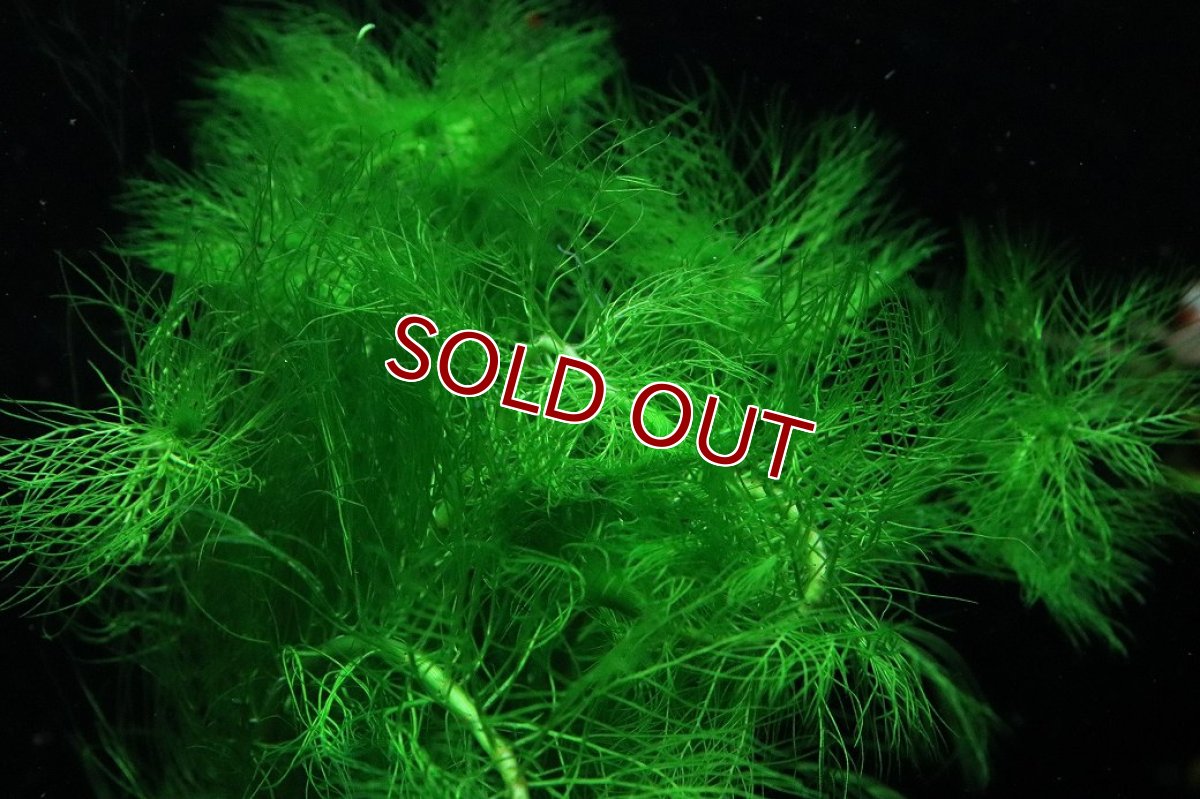 画像3: 【通販 水草】国産水草 グリーンミリオフィラム(無農薬)【1束 サンプル画像】（後景草)（生体）（熱帯魚） (3)