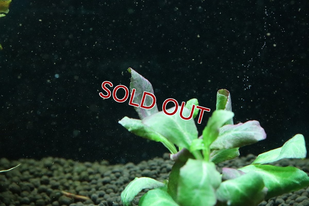 画像2: 【通販 水草】国産水草 ロベリアカーディナリス スモール(無農薬)【1束 サンプル画像】（中景草)（生体）（熱帯魚） (2)