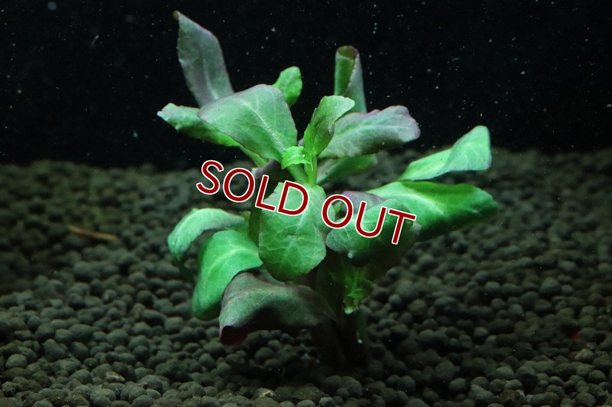 画像3: 【通販 水草】国産水草 ロベリアカーディナリス スモール(無農薬)【1束 サンプル画像】（中景草)（生体）（熱帯魚） (3)
